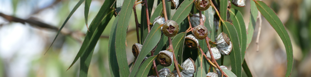زيت شجرة الكينا “Eucalyptus” (صافي 15مل، مُركز، عضوي، زرع في البلد الأصلي) - Image 7