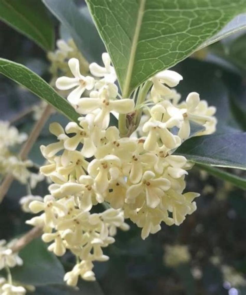 زيت أوسمانثوس “Osmanthus” (رول أون 10مل، عضوي، صافي مع جوز الهند) - Image 2