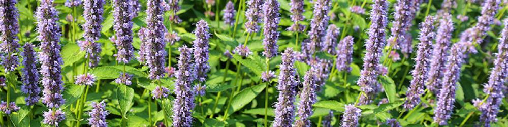 همسة | مزيج عطر نسائي (رول أون 10مل، عضوي، صافي مع جوز الهند) - Image 5