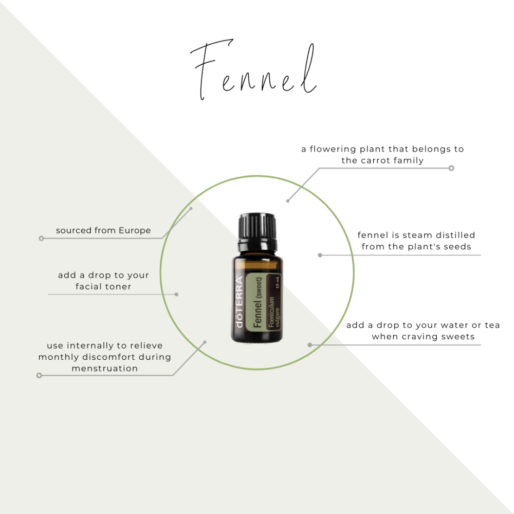 زيت الشمر "Fennel" (صافي 15مل، مُركز، عضوي، زرع في البلد الأصلي) - Image 3