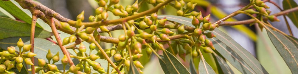 زيت شجرة الكينا “Eucalyptus” (صافي 15مل، مُركز، عضوي، زرع في البلد الأصلي) - Image 8