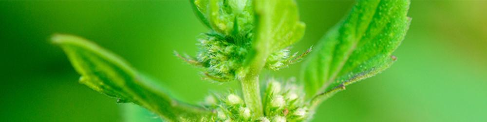 شامبو شعر بالزيوت العطرية الطبيعية (نساء/رجال) - Image 7