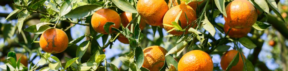 فواحه محمول (بدون ماء، مستشعر للحركة) + زيوت “مالاما” | مزيج عطري من أرض هاواي (صافي 15مل، عضوي) - Image 7