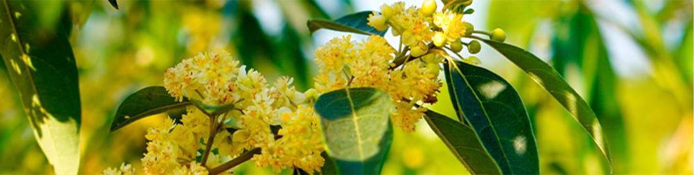 شامبو وبلسم شعر (صلب) بالزيوت العطرية الطبيعية (نساء/رجال) مناسب للسفر - Image 4