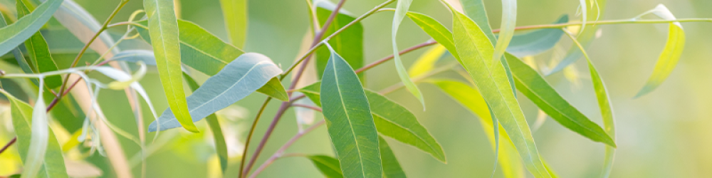 زيت شجرة الكينا “Eucalyptus” (صافي 15مل، مُركز، عضوي، زرع في البلد الأصلي) - Image 4
