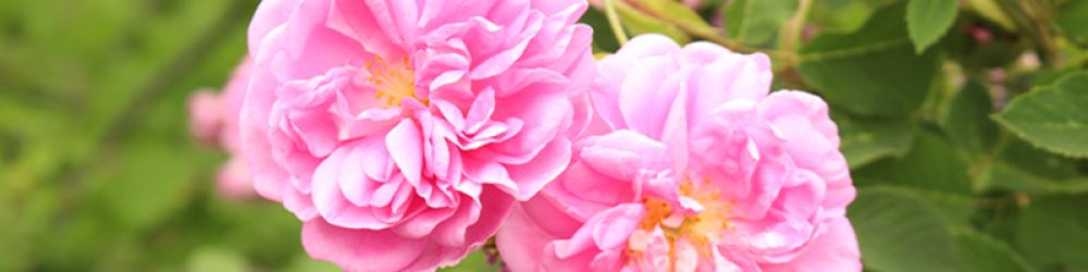 همسة | مزيج عطر نسائي (رول أون 10مل، عضوي، صافي مع جوز الهند) - Image 7