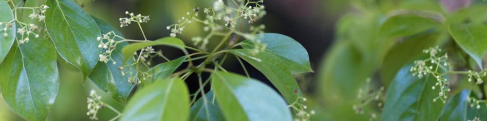 زيوت “التوازن” | مزيج عطري لدعم وضوح الذهن (صافي 15مل، مُركز، عضوي، زرع في البلد الأصلي) - Image 6