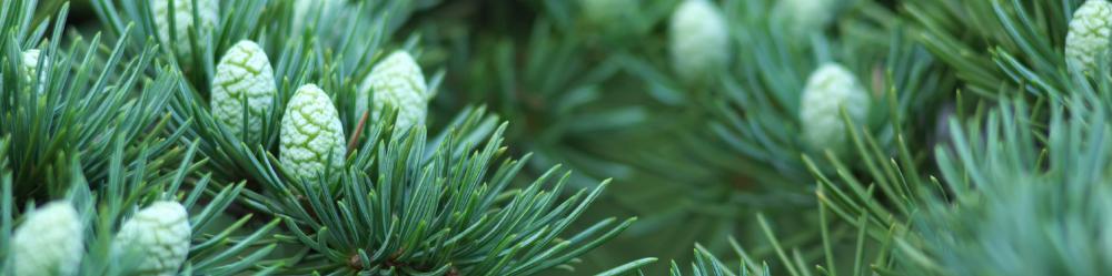 زيوت “التوازن” | مزيج عطري لدعم وضوح الذهن (صافي 15مل، مُركز، عضوي، زرع في البلد الأصلي) - Image 7