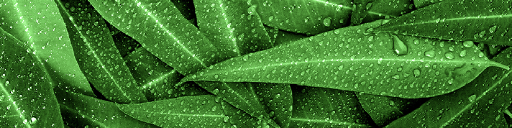 زيوت “المناعة” | مزيج عطري وقائي (صافي 15مل، مُركز، عضوي، زرع في البلد الأصلي) - Image 6