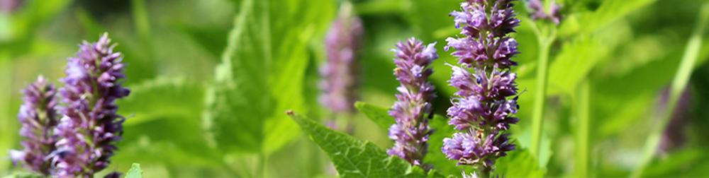 شامبو شعر (صلب) بالزيوت العطرية الطبيعية (نساء/رجال) - Image 9