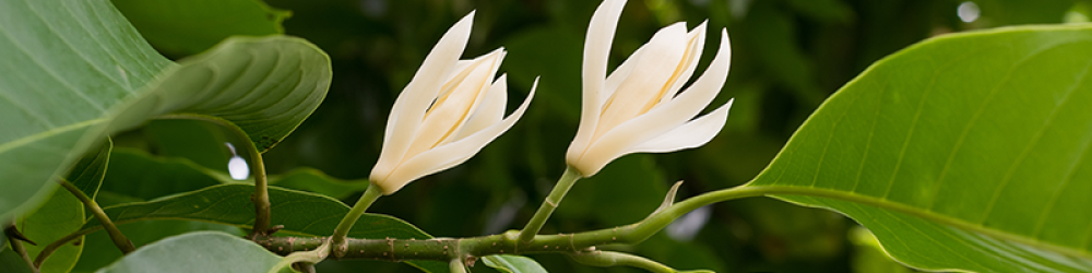 زيوت “الاطمئنان” | مزيج عطري مهدئ للبال (رول أون 10مل، عضوي، صافي مع جوز الهند) - Image 4