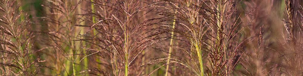 شامبو شعر بالزيوت العطرية الطبيعية (نساء/رجال) - Image 2