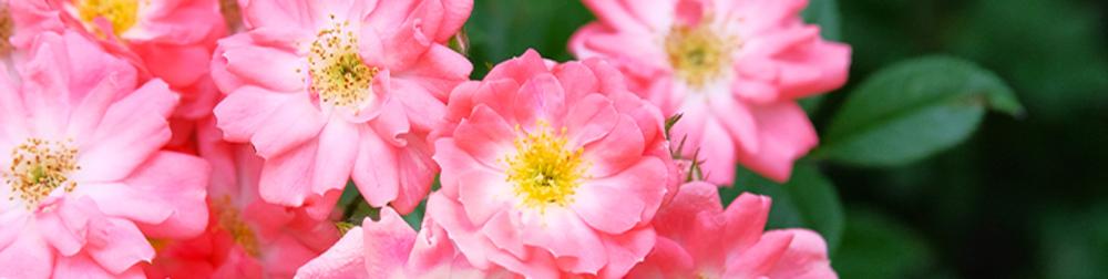 شامبو وبلسم شعر (صلب) بالزيوت العطرية الطبيعية (نساء/رجال) مناسب للسفر - Image 6