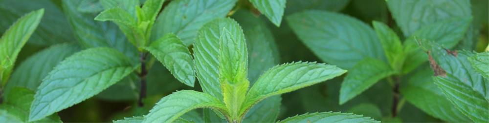 زيوت “سوبر نعناع” | مزيج عطري من فصائل متعددة من شجرة النعاع (صافي 15مل، مُركز، عضوي، زرع في البلد الأصلي) - Image 4