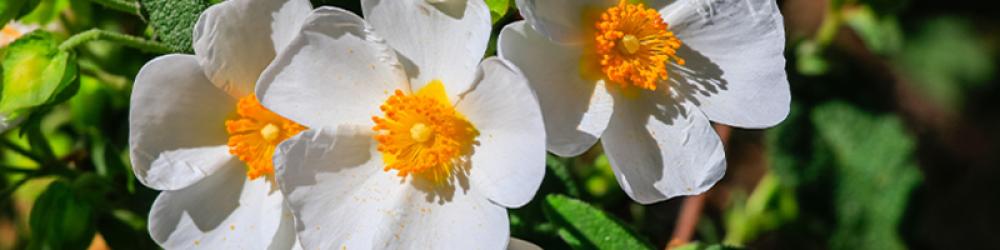 همسة | مزيج عطر نسائي (رول أون 10مل، عضوي، صافي مع جوز الهند) - Image 8