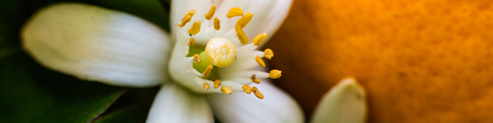 زيوت “الاطمئنان” | مزيج عطري مهدئ للبال (رول أون 10مل، عضوي، صافي مع جوز الهند) - Image 7