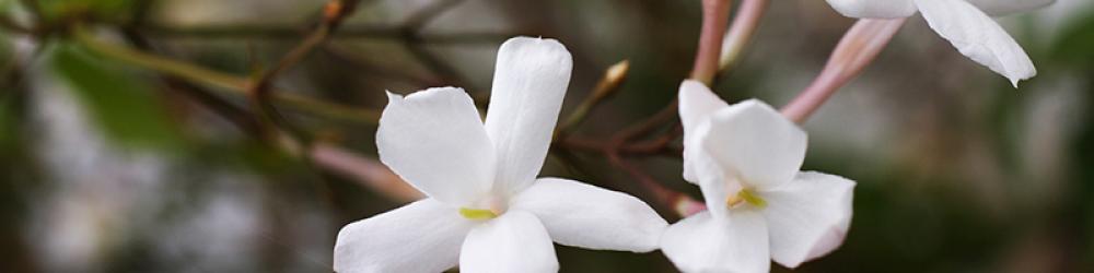 همسة | مزيج عطر نسائي (رول أون 10مل، عضوي، صافي مع جوز الهند) - Image 6