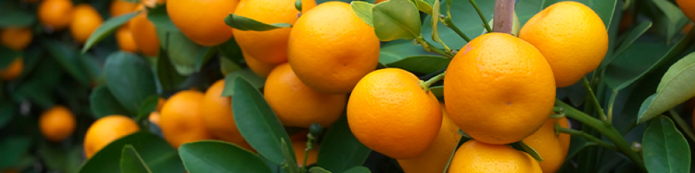 زيوت “المناعة” | مزيج عطري وقائي (صافي 15مل، مُركز، عضوي، زرع في البلد الأصلي) - Image 5